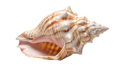 Obraz premium Isolated on transparent background, a beautiful seashell with brown stripes stands out