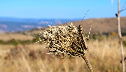 Dried seed head in a field, mountains in the background