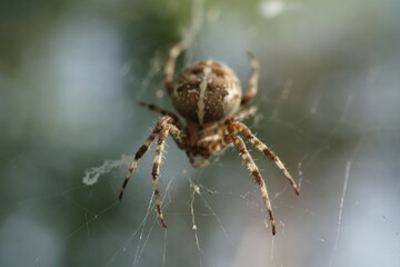 Close-up of spider on web with dramatic light and blurred background