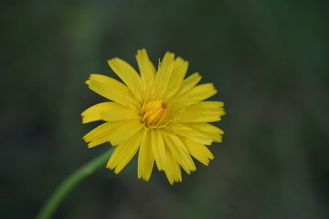 Yellow wildflower macro close-up isolated on dark background