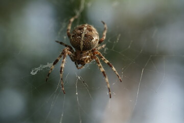 Close-up of spider on web with dramatic light and blurred background