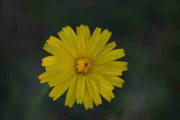 Obraz premium Yellow wildflower macro close-up isolated on dark background