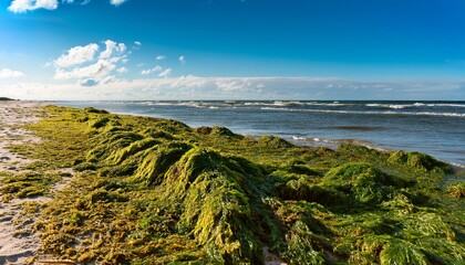 Thick Washed Up Seaweed Covering The Shoreline On The Baltic Sea Coast On A Sunny Summer Day