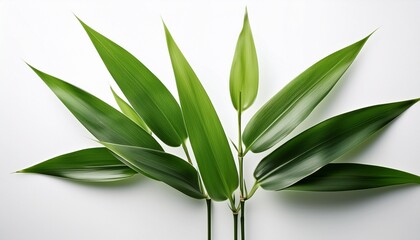 Green Bamboo With Leaves Isolated On White Background