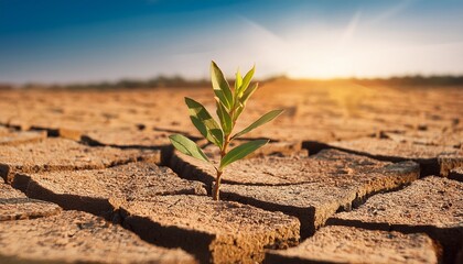 Small Plant Growing In Cracked Dry Soil During Drought