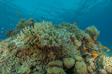 Coral reef and water plants in the Red Sea, Eilat Israel

