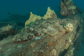 Fish swimming in the Red Sea, colorful fish, Eilat, Israel
