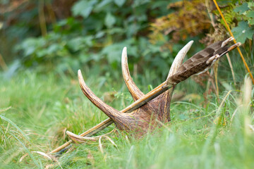 Deer Antler with Arrow Lying in Green Grass – Traditional Hunting Symbols in Nature
