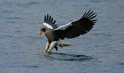 sea eagle fishing