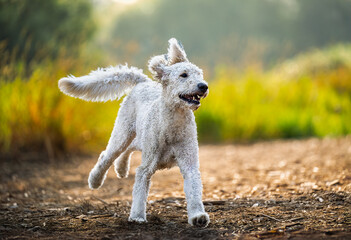 2024-12-31 A WHITE CURLY DOODLE RUNNING IN A OPEN FIELD WITH ITS EARS FLYING AND NICE EYES AT THE OFF LEASH DOG AREA AT MARYMOOR PARK IN REDMOND WASHINGTON