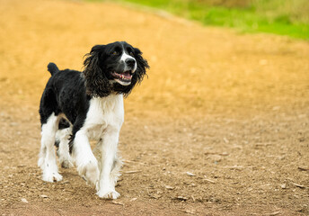 2025-09-07 A BLACK AND WHITE SPRINGER SPANIEL WITH BRIGHT EYES WALKING ON A PATH WITH A GOLDEN BACKGROUND AT HTE OFF LEASH AREA AT MARYMOOR PARK IN REDMOND WASHINGTON