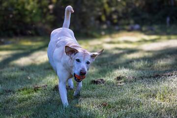 2025-09-19 A YELLOW LABRADOR RUNNING ACROSS A GRASS FIELD WITH EARS FLYING BRIGHT EYES AND A BALL IN ITS MOUTH IN STANWOOD WASHINGTON