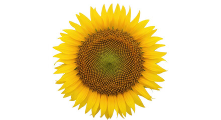 Fototapeta premium Vibrant sunflower bloom showcasing its golden petals against a stark black background
