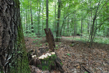 Forest scene with mushrooms growing on a tree stump