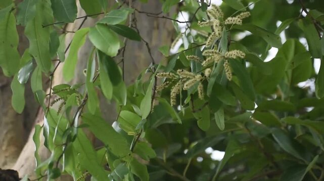 Arjuna flower Terminalia arjuna in natural setting with fresh white petals blooming in garden.