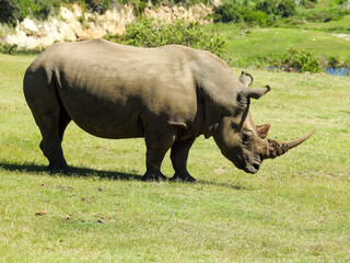 White Rhinoceros on Safari