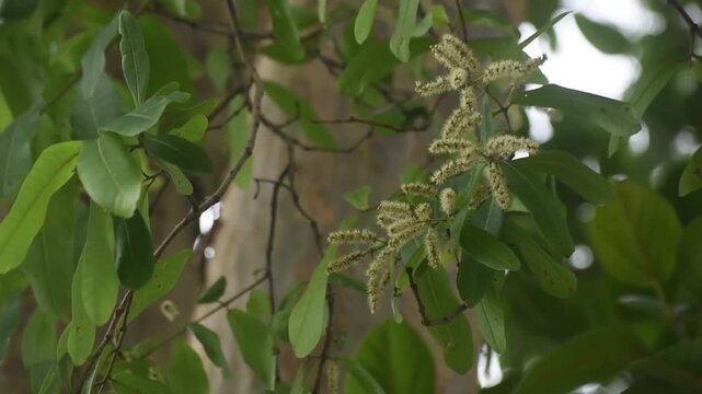 Terminalia arjuna flower blooming naturally with white petals and green leaves in garden view.