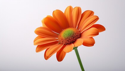 Bright Orange Flower With Green Stem On A White Background