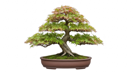 A meticulously shaped japanese maple bonsai tree with vibrant green and reddish brown foliage against a dark background