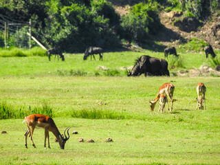 Impala and Blue Wildebeest Grazing