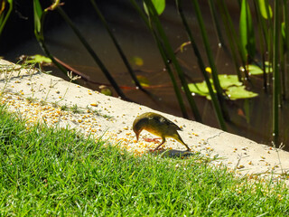 Cape Weaver Feeding