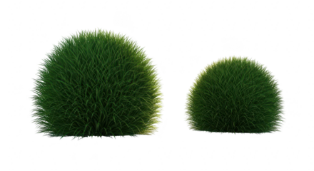 Two perfectly shaped green oval bushes against a stark black background