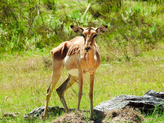 Female Impala Looking at Camera