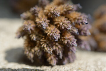 dried flower on stone