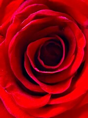 red rose close up