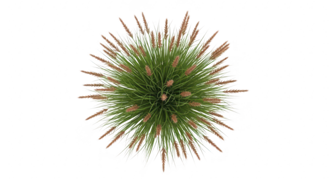Overhead view of a vibrant green plant with feathery seed heads against a stark black background