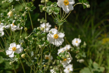 white Anemone &times; hybrida or Japanese anemone outdoors in garden