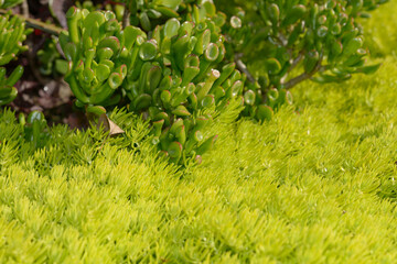 garden cover and crassula in an outdoor garden