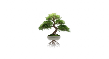 A meticulously shaped bonsai tree with exposed roots in a white pot against a stark black background