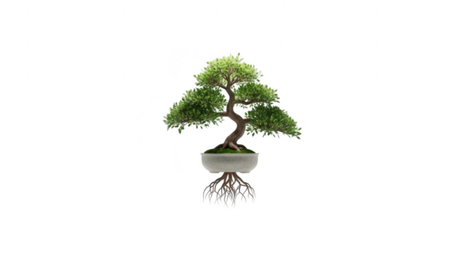 A meticulously shaped bonsai tree with exposed roots in a white pot against a stark black background