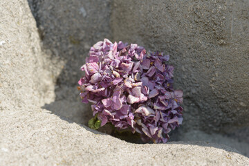 dried hydrangea flower on stone