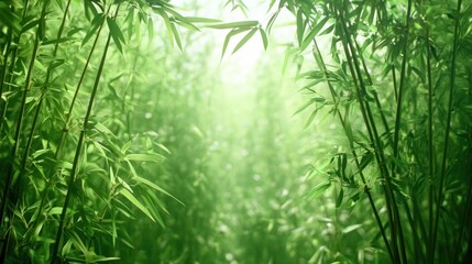 Bamboo forest pathway sunlight