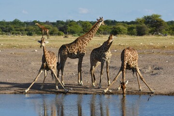 Giraffenherde (giraffa camelopardalis) am Wasserloch Nuamses im Etoscha Nationalpark