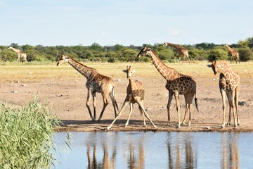 Giraffenherde (giraffa camelopardalis) am Wasserloch Nuamses im Etoscha Nationalpark