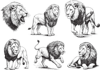 Hand drawn lion illustration set, vintage ink sketch style, majestic wild animal poses