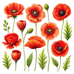 Obraz premium A vibrant collection of red poppy flowers with lush green foliage