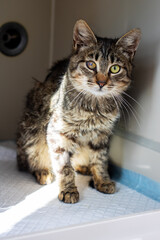 A beautiful cat with striking green eyes is sitting gracefully on a table