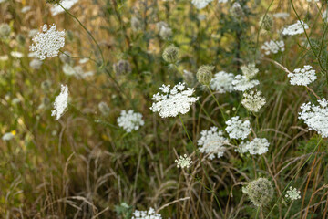 Wild carrot blossoms growing in a sunny summer field with dry grass and natural soft focus