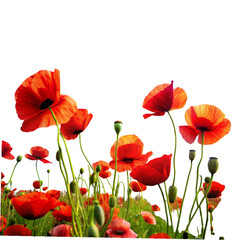 Fototapeta premium Vibrant red poppies bloom against a stark and dramatic black background