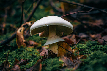 mushroom in the forest