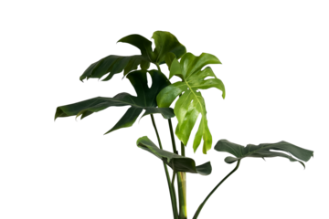 Green leaves of monstera or split-leaf philodendron plant (Monstera deliciosa) the tropical foliage plant bush popular houseplant isolated on tranparent background