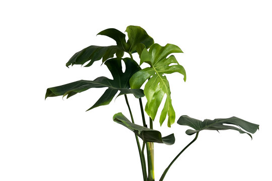 Green leaves of monstera or split-leaf philodendron plant (Monstera deliciosa) the tropical foliage plant bush popular houseplant isolated on tranparent background