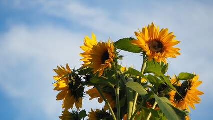 jeden słonecznik z wieloma kwiatami 
