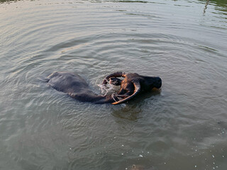 A mother buffalo with her calf bathing together in a marsh, serene rural scene under natural light full of rustic calm.