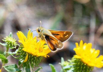 Bright American Branded American Branded Skipper (Hesperia colorado) butterfly perched on vibrant yellow flowers gathering pollen