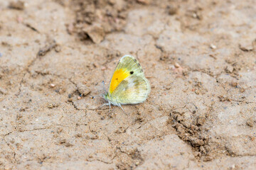 Dainty Sulphur (Nathalis iole) butterfly perched on the ground in a natural habitat